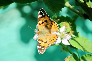 Fototapete bei efototapeten.de bestellen   