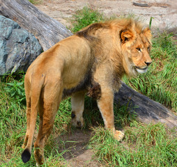 Lion is one of the four big cats in the genus Panthera, and a member of the family Felidae. With...