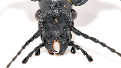 Extreme close up of the mouthparts of Carabus glabratus, smooth ground beetle.