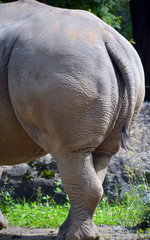 The white rhinoceros or square-lipped rhinoceros is the largest extant species of rhinoceros.  It has a wide mouth used for grazing and is the most social of all rhino species © Daniel Meunier