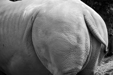 The white rhinoceros or square-lipped rhinoceros is the largest extant species of rhinoceros.  It has a wide mouth used for grazing and is the most social of all rhino species © Daniel Meunier