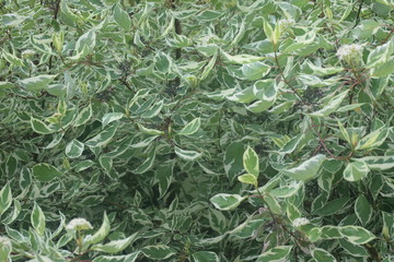 the leaves of the plant Deren