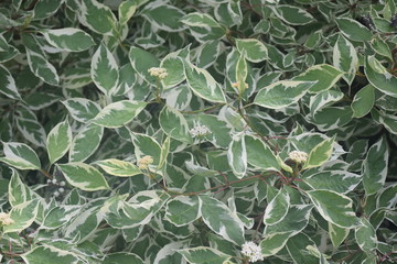 Fototapeta na wymiar the leaves of the plant Deren