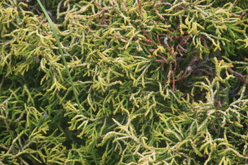green needles of cypress