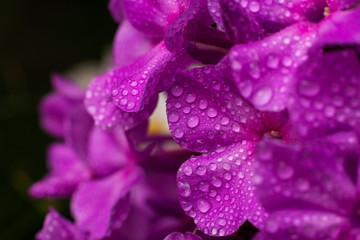 Purple flowers of phlox (Phlox paniculata) with a drops of water. Macro.