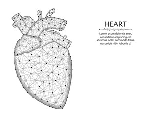 Heart with aorta and veins low poly design, human organs abstract graphics, anatomy polygonal wireframe vector illustration made from points and lines on a white background