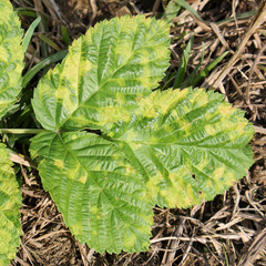 Chlorotic blotches of Raspberry virus. Yellows disease symptoms in green leaf of red raspberry...