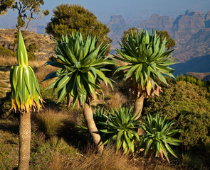 Lobelia gigante s en la zona de Chennek, Montañas Simien, Etiopia, Africa