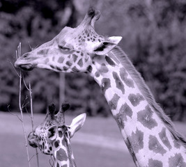 The giraffe (Giraffa camelopardalis) is an African even-toed ungulate mammal, the tallest of all...