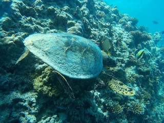 Fototapeta premium maldives