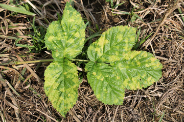 Chlorotic blotches of Raspberry virus. Yellows disease symptoms in green leaf of red raspberry...