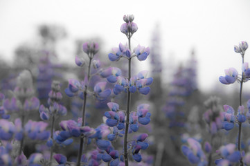 Soft Flower on Soft Background