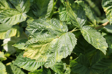 Chlorotic blotches of Raspberry virus. Yellows disease symptoms in green leaf of red raspberry...