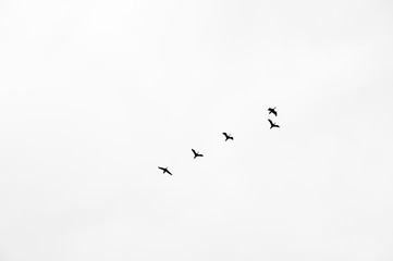 Birds flying in the sky in black and white