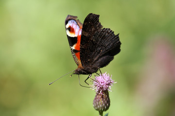 Aglais io (syn. Inachis io) or European peacock butterfly on flower of Creeping thistle or Cirsium...