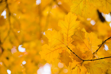 Yellow maple leaves on a twig in autumn