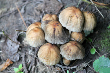 Cluster of Coprinellus micaceus or glistening inky cap mushrooms. July, Belarus