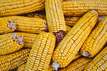 Dried corn cobs, cron seeds or kernels top view photo