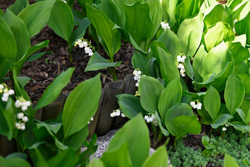 Obraz premium White lily of the valley flowers and green leaves.
