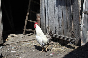 cock in the backyard farming