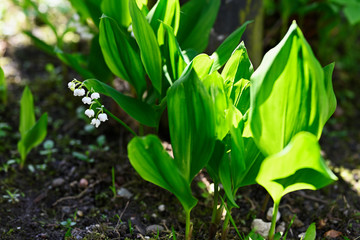 White lily of the valley flowers and green leaves.