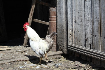 cock in the backyard farming