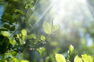 green leaves on the summer forest
