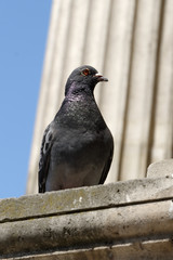 Pigeon