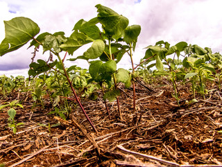 Green bean plant leaves in the cultivate field, in Brazil