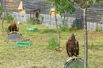 Falconry Harz,Güntersberge,Saxony Anhalt,Germany.