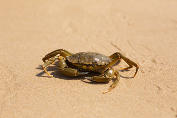 Norfolk Crab