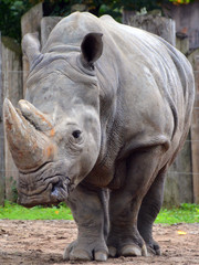 The white rhinoceros or square-lipped rhinoceros is the largest extant species of rhinoceros.  It has a wide mouth used for grazing and is the most social of all rhino species © Daniel Meunier
