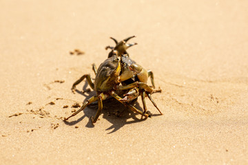 Obraz premium Two crabs fighting 