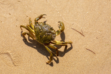 Crab on the beach