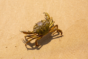 Crab o the sand