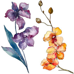 Orchid floral botanical flowers. Watercolor background illustration set. Isolated orchids illustration element.
