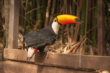 Tucan Paraguay