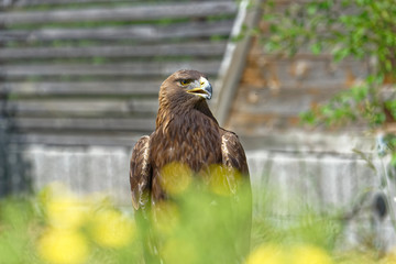 Falconry Harz,Güntersberge,Saxony Anhalt,Germany.