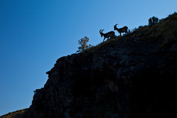 Cabra Ibex Walia, Montañas Simien, Etiopia, Africa - obrazy, fototapety, plakaty