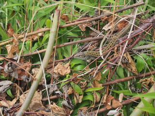 A large green lizard sits on a pile of branches.