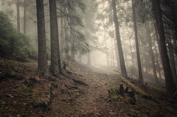 Mystical wood. Fog in the forest. Beautiful trees with moss. Rainy foresty in the Carpathians....