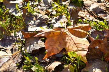 close up of a dry maple orange leaf on the green grass in a scene of a fall day. The leaf has fallen on other dry leaves and the sunbeam lights the scene. Horizontal picture