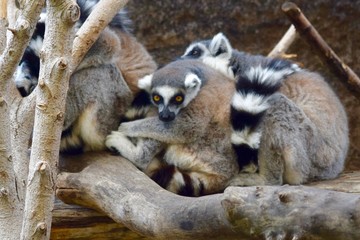 ring-tailed lemur in a tree
