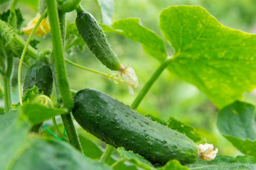 Fresh juicy cucumbers growing in greenhouse