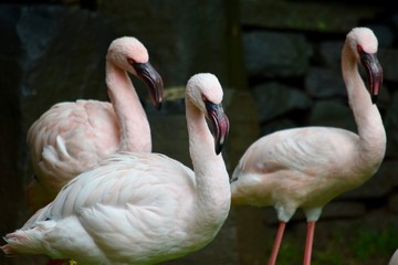 Pink Flamingos in zoo