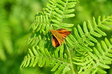 Small Skipper Butterfly, Jersey, U.K. Macro image of an insect.