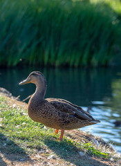 Duck by lake