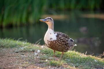 Duck by the pond