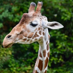 portrait of a giraffe 3