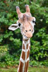 Obraz premium portrait of a giraffe 2